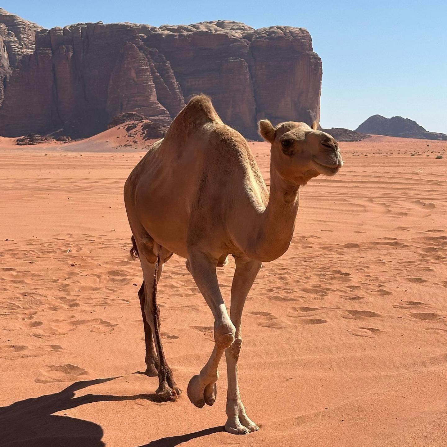 Daniela Camp Wadi Rum Exterior photo