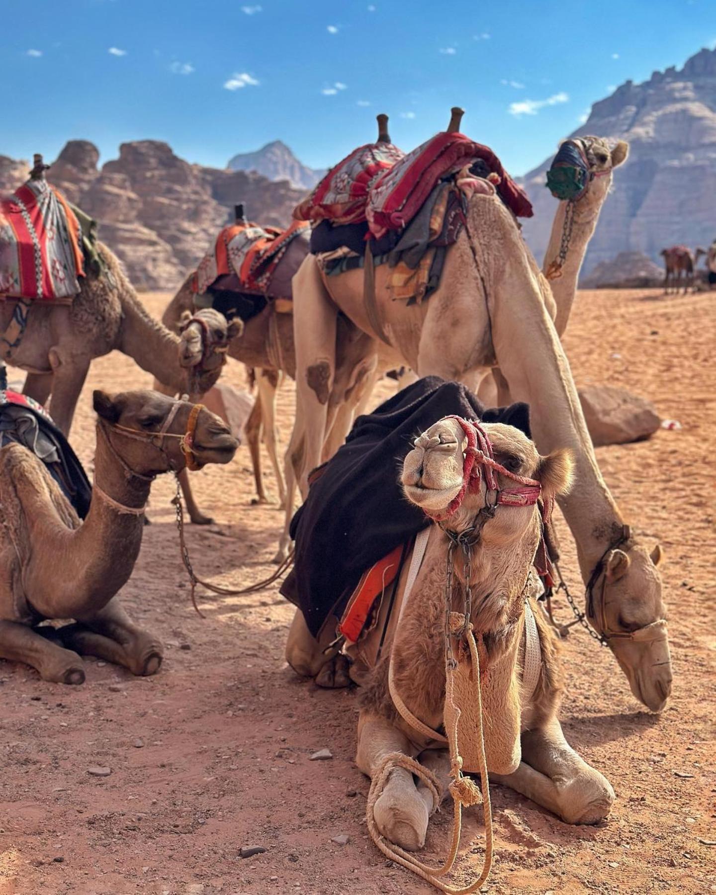 Daniela Camp Wadi Rum Exterior photo
